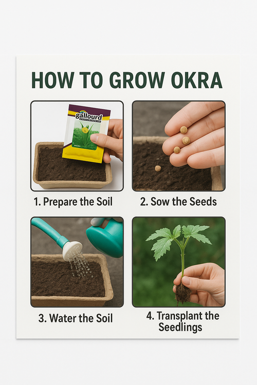 Hybrid Okra (Gollourd) Seeds – Trusted by Farmers | Mahavir Brand